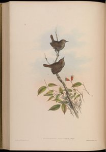 Troglodytes nipalensis - John Gould